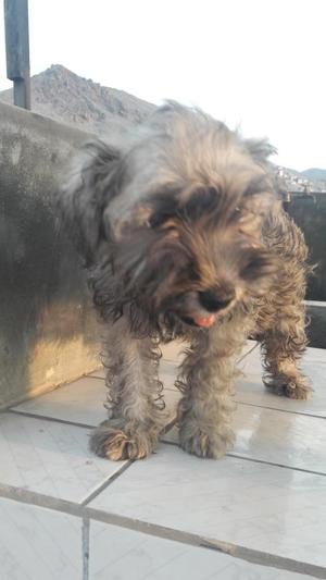 Vendo cachorritos schnauzer Parejita.