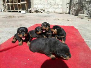 Vendo presiosos cachoros rott wailer Aleman solo me queda un