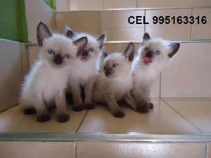 bellos amables gato siames lindos gatitos vacunados