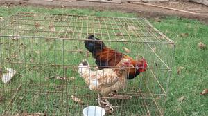 gallo y gallina chilenos