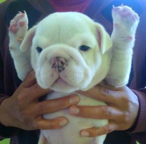 hermosa bebe bulldog inbles en venta