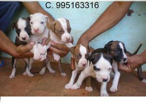 hermosos amables pitbull lindos cachorros vacunados
