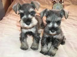 lindos cachorritos Schnauzer