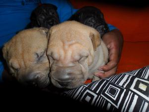 se vende hermosos cachorros shar pei