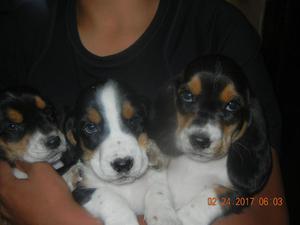 vendo cachorros baset houns