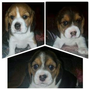 Beagle Cachorros Tricolor Puros