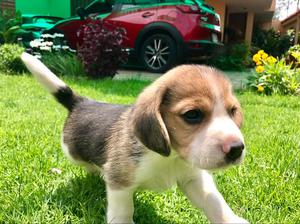 Cachorro Beagle Padres Full Pedigri