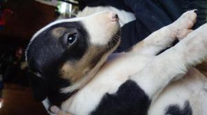 Cachorros Bull Terrier hembras Tricolor y Pirata ya