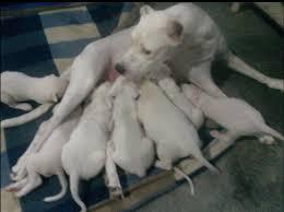 DOGO ARGENTINO BUENA ESTRUCTURA