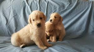 GOLDEN CACHORRITOS BIEN LINDOS