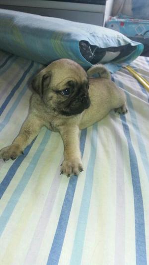 Pug Hermosos Cachorros