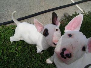 bull terrier