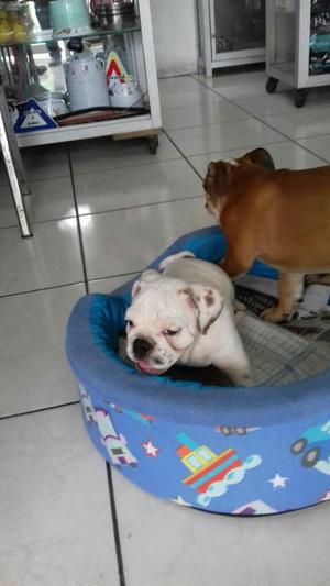 Bulldog Ingles Hembra con Pedigree