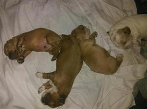 Cachorros Cocker Spanish