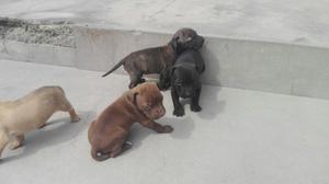 Cachorros Pitbull de 30 Dias