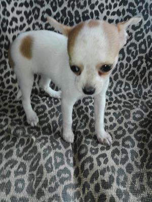 Chihuahua Hermosa