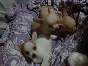 Chihuahuas Hermososas