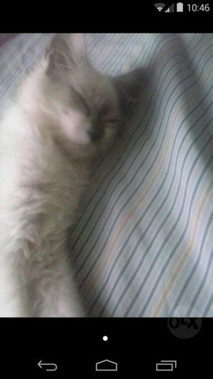 Gato Ragdoll