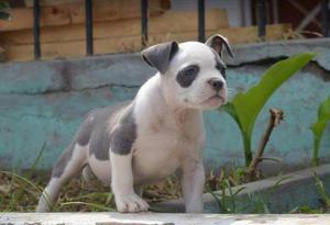 Hembra Exotic Bully Disponible