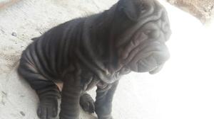 Hermozos Sharpei