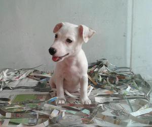 Jack Russell Terrier Blanco