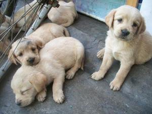 LABRADOR RETRIEVER