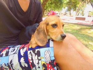 Linda cachorrita beagle