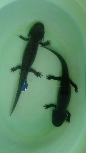 Salamandras Acuaticas