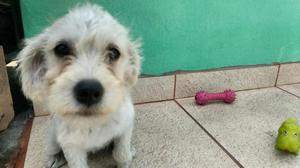 Schnauzer Blanco en adopción