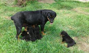 Se Vende Cachorro de Rottweiler