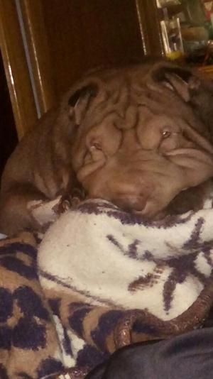 Se Venden Lindas Sharpei