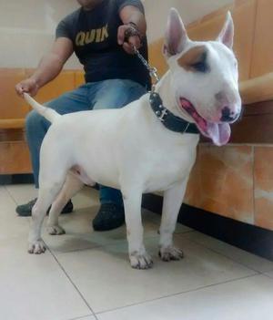 Vendo Cachoro Bullterrier