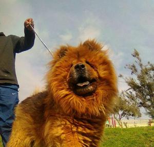 cachorritos chow chow a 600 soles