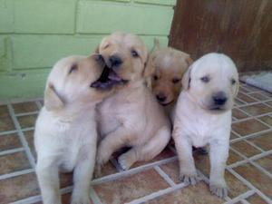 cachorros