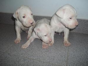cachorros dogo argentino entrega domicilio