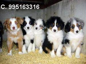 hermosos amables border collie lindos cachorros vacunados
