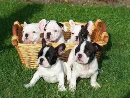lindos cachorros de raza bulldog frances de mes y medio de