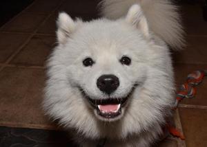 samoyedo de 8 meses