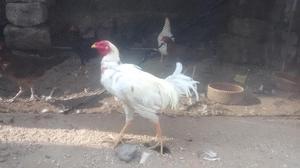 vendo gallo y gallina asilados