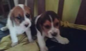 2 hermosos cachorros beagle