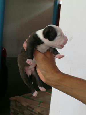 American Bully Hermosos