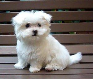 BICHON MALTES♥ Hermoso cachorro peluche:3