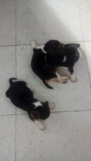 Beagles Tricolor