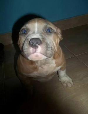 CACHORROS AMERICAN BULLY