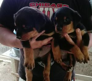 Cachorro Rottweiler Rotwailer