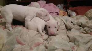 Cachorros Bull Terrier