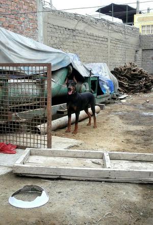 Cachorros Doberman