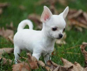 Chihuahua Pedigri Blanca Hembra