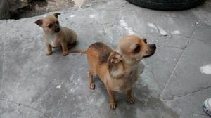 Chihuahua Perro de Bolsillo