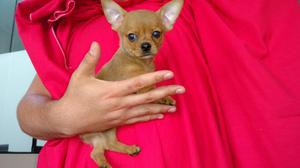 Chihuahua Toy con Pedigree Macho